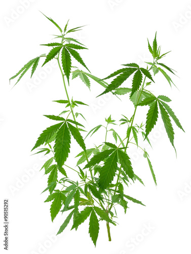A young new growing cannabis  marijuana  plants