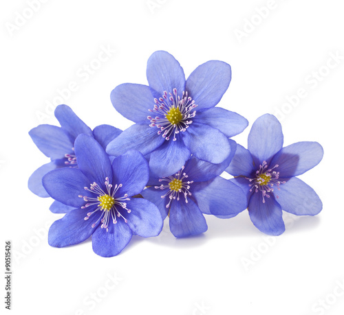 Hepatica nobilis on a white background. Spring flowers.