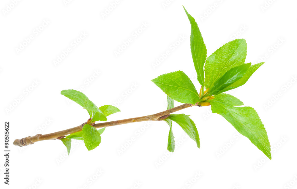 Obraz premium Young branch of a tree
