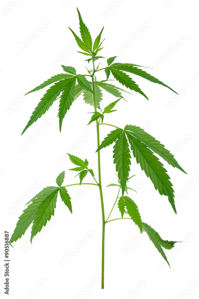 A young new growing cannabis (marijuana) plants A young new growing cannabis (marijuana) plants