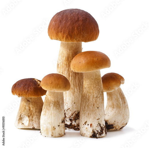 Group boletus mushroom isolated on white background 