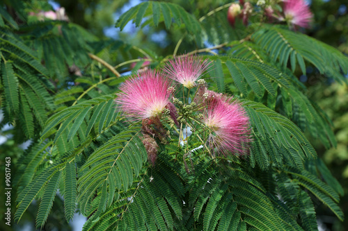 Albizia julibrissin