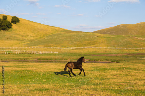 Fotografie Piccolo puledro marrone al galoppo