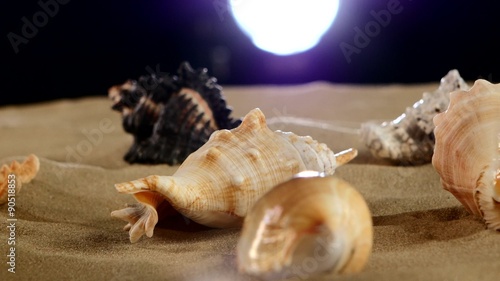 Beautiful sea shellsand starfish on beach sand, black, back photo