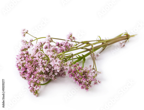 Valerian herb flower sprigs on a white background  photo