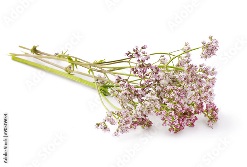 Valerian herb flower sprigs on a white background 