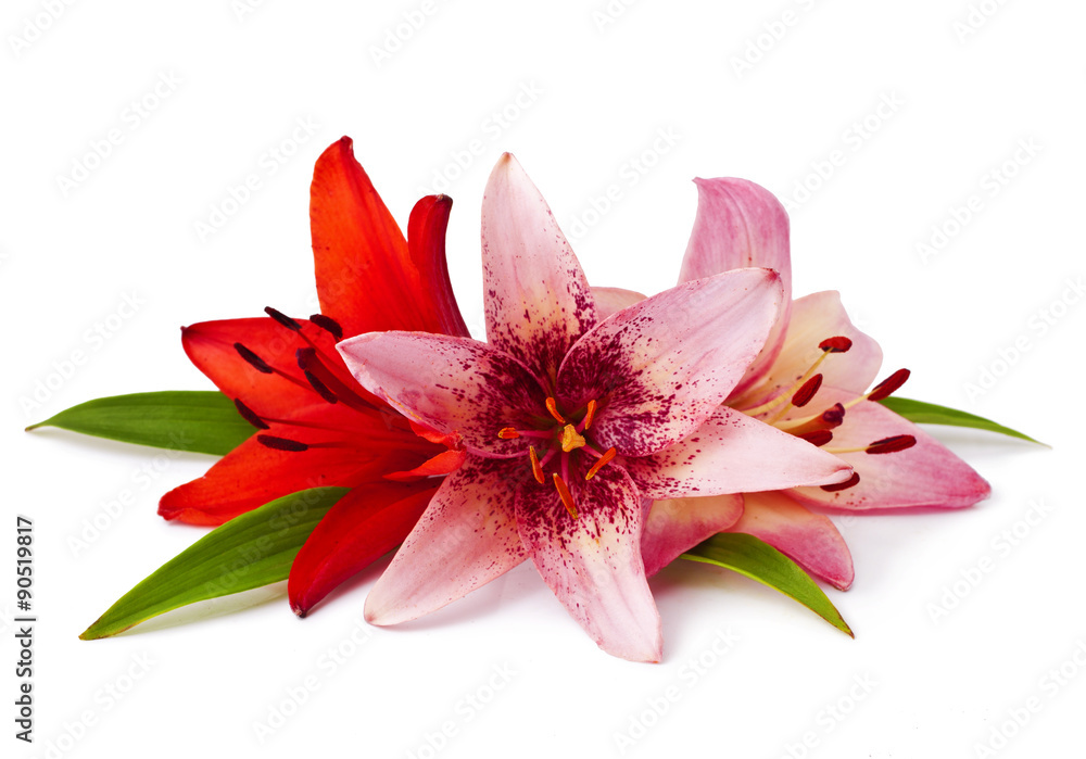 Colorful lily flowers. Isolated on white background Colorful lily flowers. Isolated on white background
