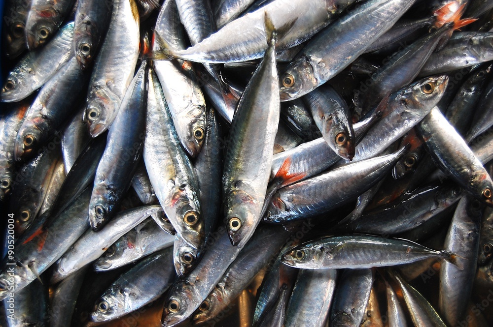 Fototapeta premium Small fish background photo