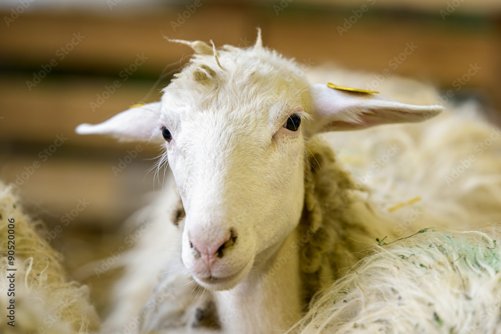 Obraz premium sheep portrait in fence easter animal