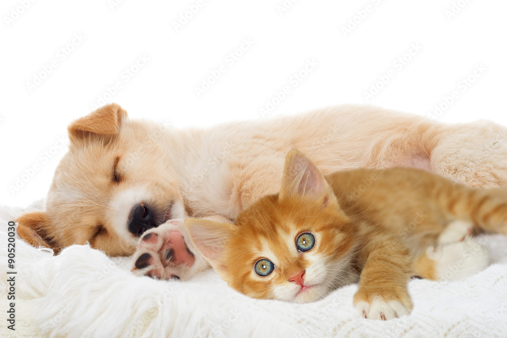 puppy and kitten puppy and kitten
