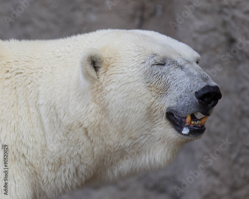 Close-up of a polarbear (icebear) © michaklootwijk