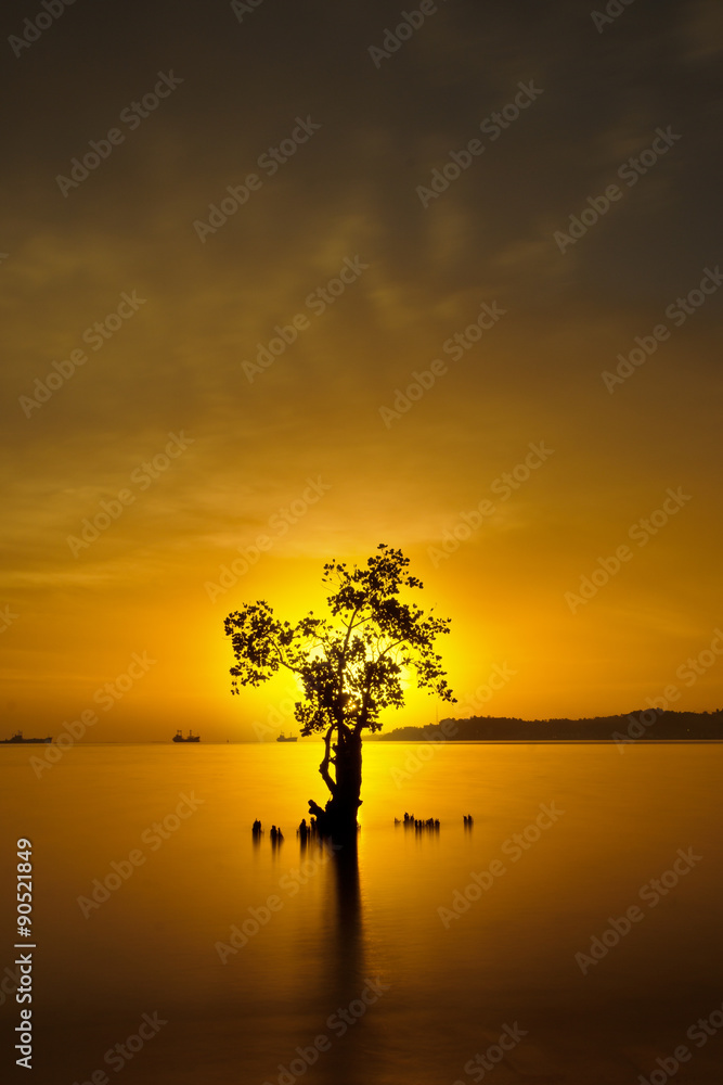 Sunset behind a tree Sunset behind a tree