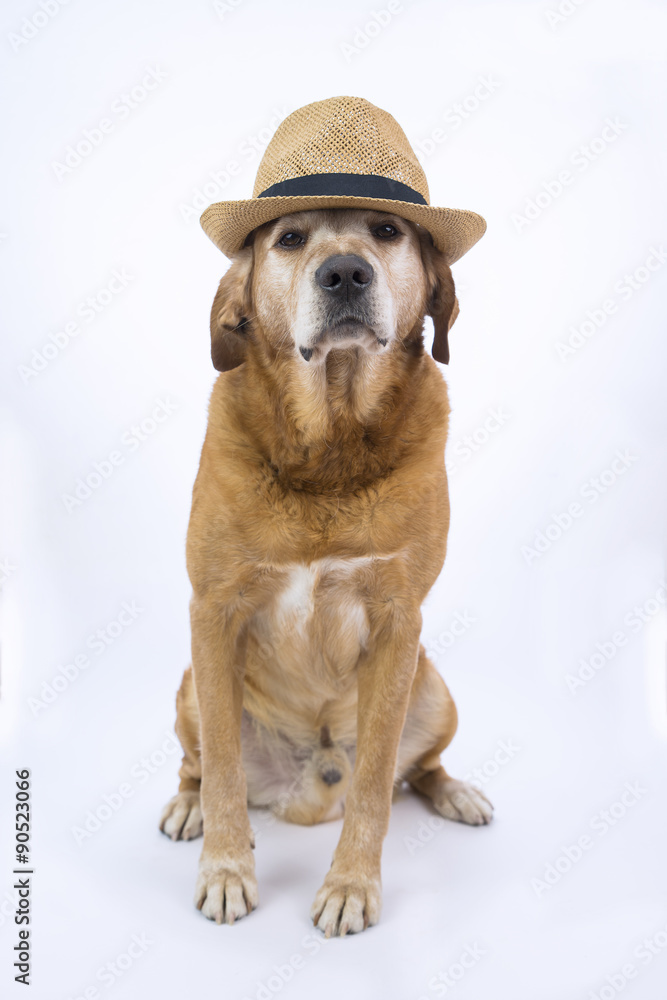 Labrador con cappello di paglia stile Padrino