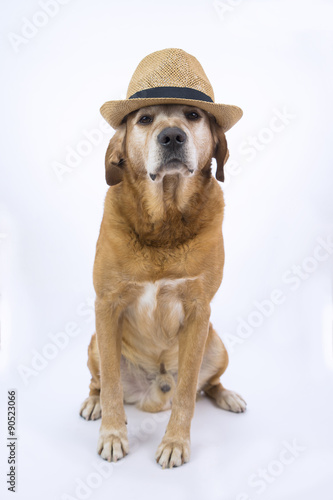 Obraz na płótnie Labrador con cappello di paglia stile Padrino w salonie