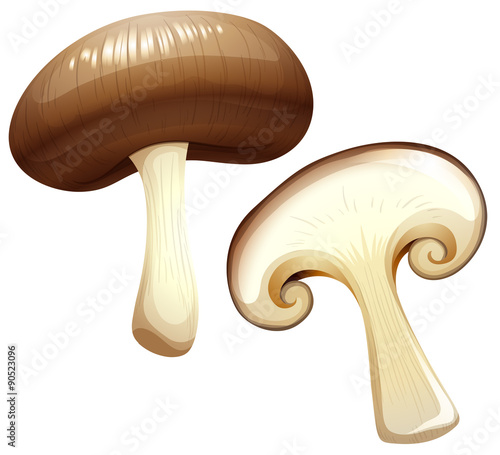 Two pieces of mushroom