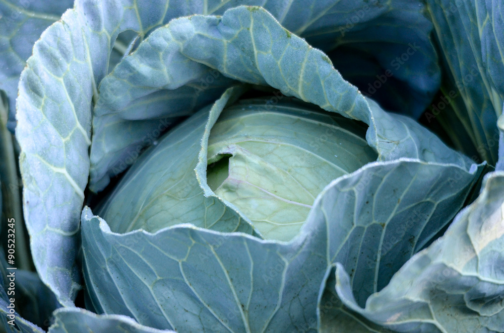 Fototapeta premium Fresh cabbage on the morning light