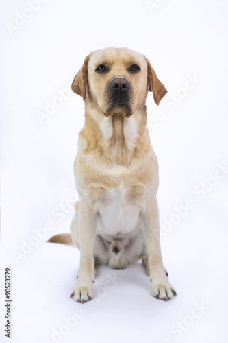 giovane Labrador su sfondo bianco