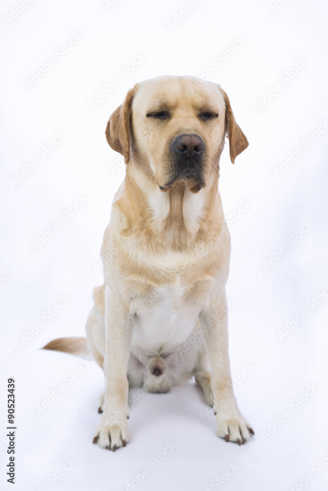 Giovane labrador stanco con occhi chiusi e sfondo bianco