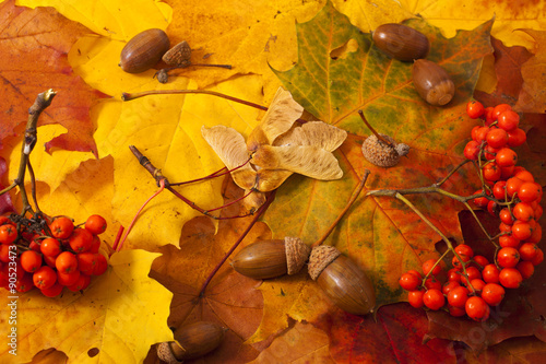 Autumn background, leaves, acorns, ashberry