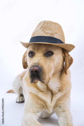 Labrador su sfondo bianco con cappello