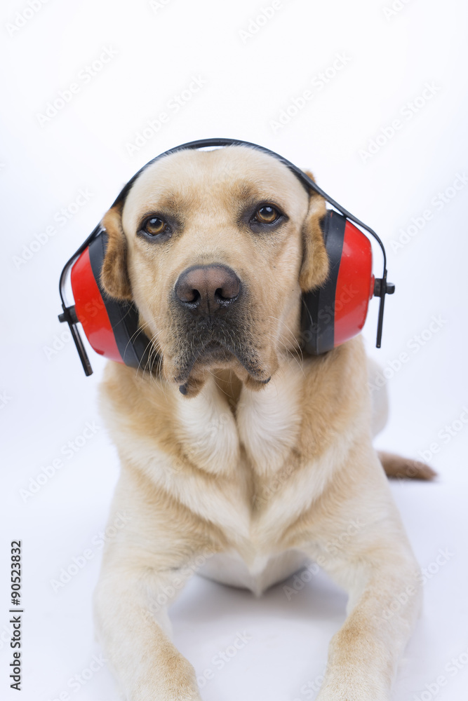 Labrador su sfondo bianco con cuffie