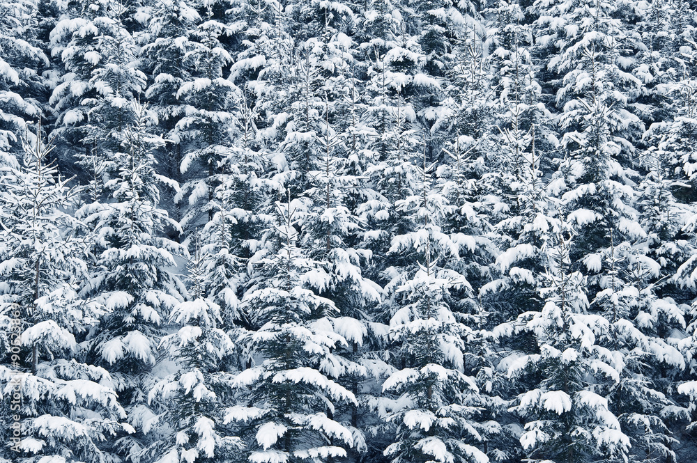 snow covered forest snow covered forest