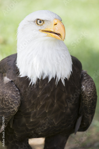 bald eagle