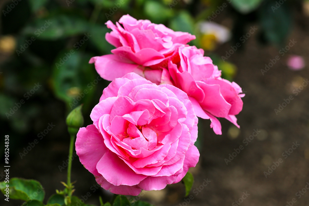 Three pink roses in a garden Three pink roses in a garden