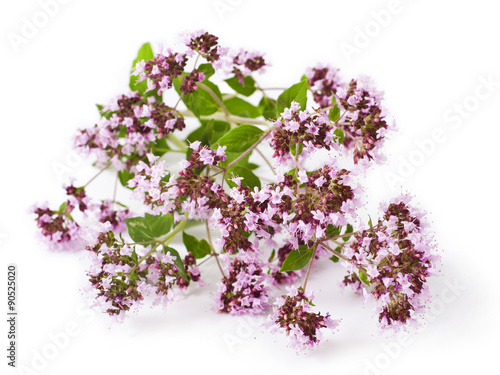 Pink flower of origanum vulgare isolated on white