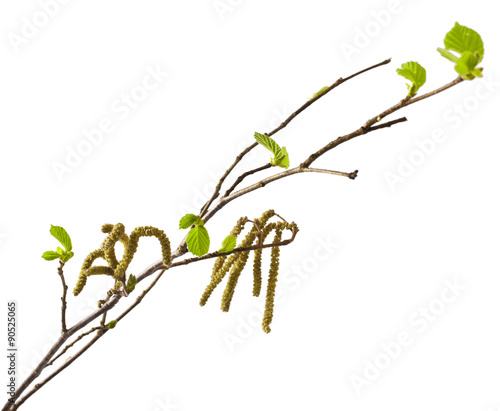 Hazel catkins isolated on white (Corylus avellana)