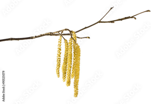 Hazel catkins isolated on white (Corylus avellana)