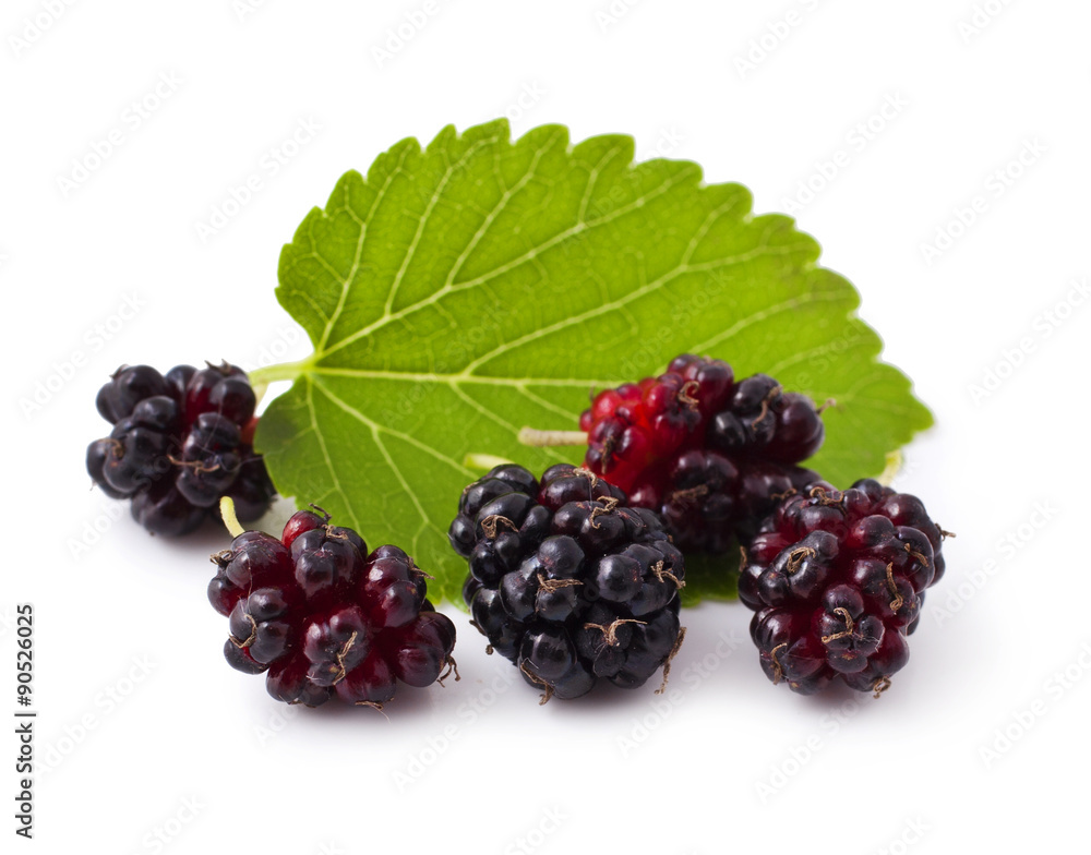 Ripe fresh Mulberry on a white background Ripe fresh Mulberry on a white background
