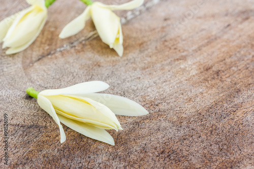 White Champaka flower. photo