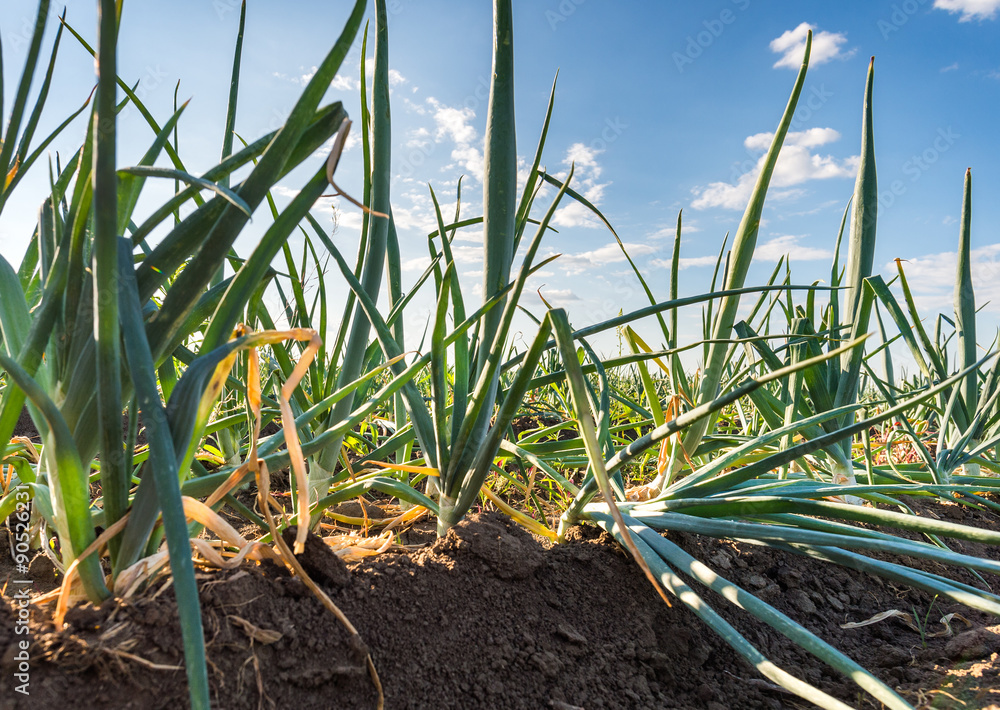 Obraz premium Onion field