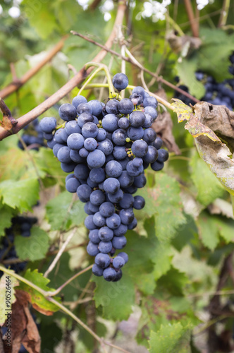 Bunches of ripe grapes. Color image