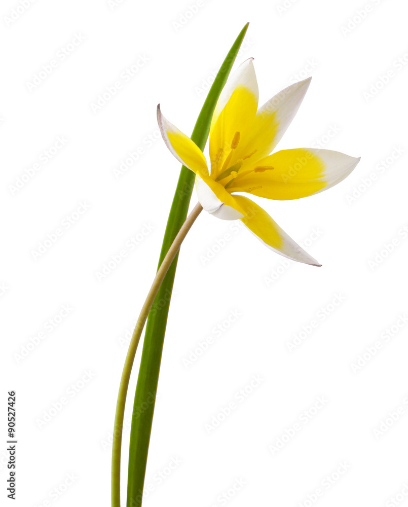 Yellow and White Tulip Isolated on White Background ( Tulip Tarda )