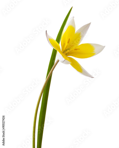 Yellow and White Tulip Isolated on White Background   Tulip Tarda  