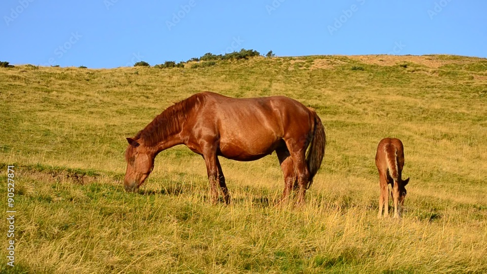 Brown mare and foal grazing in late summer in Mountains Brown mare and foal grazing in late summer in Mountains