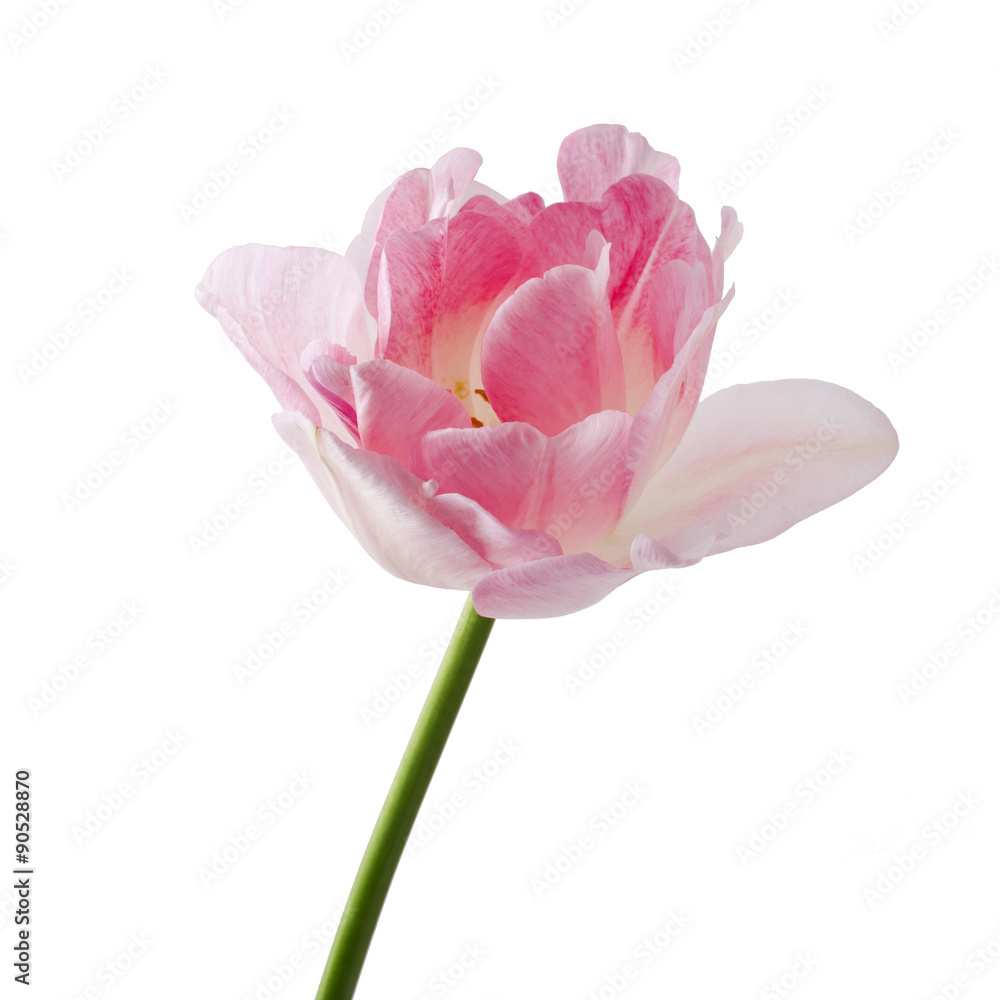 Angelique. Pink Colored Tulip Flower Isolated on White Background. Angelique. Pink Colored Tulip Flower Isolated on White Background.