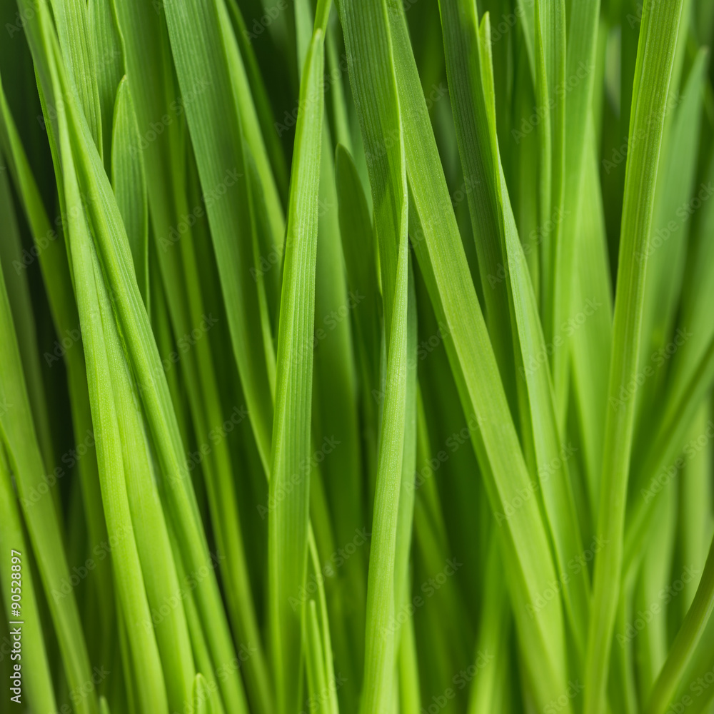 fresh green grass, oat sprouts, close up fresh green grass, oat sprouts, close up