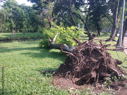 the tree is falling on a ground after storm