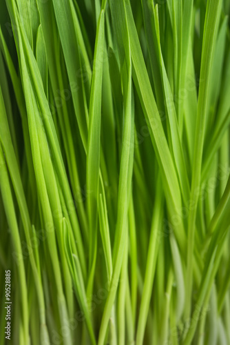 fresh green grass, oat sprouts, close up © iprachenko