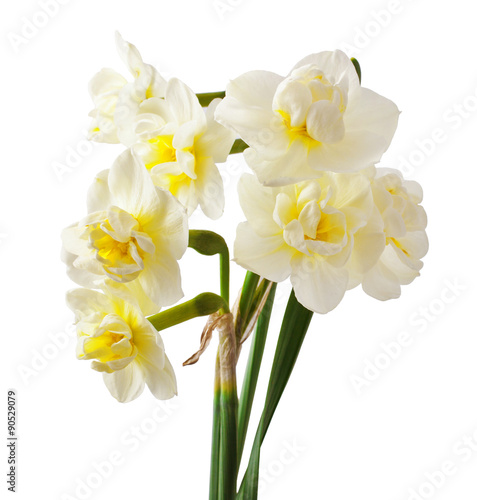 beautiful white daffodils isolated on white background 