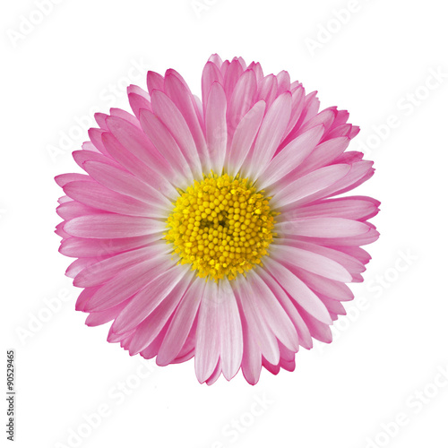 Daisy flower  Bellis Perennial   isolated on white