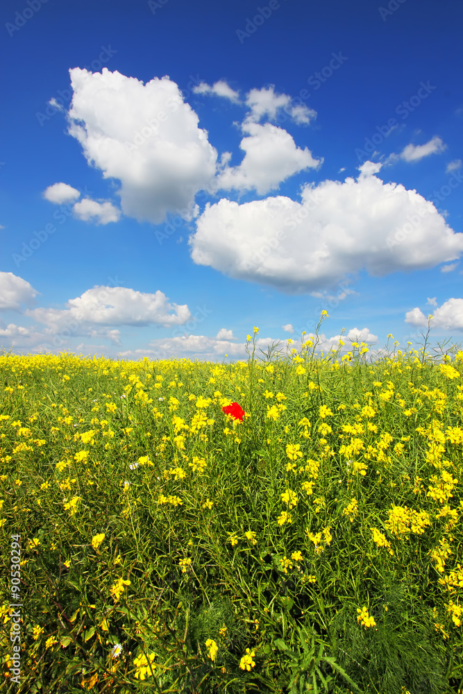Fototapeta premium Flower field