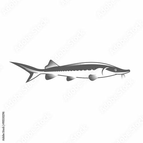 Sturgeon black and white vector illustration / Vector illustration, Sturgeon, Fish, Beluga, Caviar, Beluga, Seafood, Sushi, Tattoo, Vintage, Aquatic