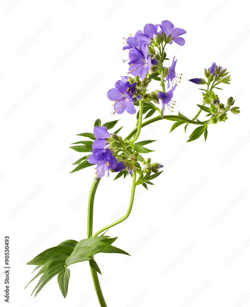 Jacob's Ladder or Greek valerian (Polemonium caeruleum)isolated on white Jacob's Ladder or Greek valerian (Polemonium caeruleum)isolated on white