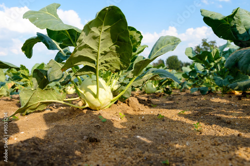 kohlrabi photo