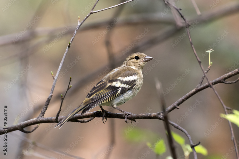 Chaffinch (Fringilla coelebs) on a Tree Trunk (Western Siberia) Chaffinch (Fringilla coelebs) on a Tree Trunk (Western Siberia)