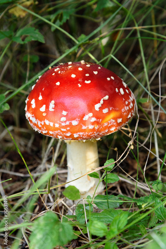 Red Fly Agaric Mushroom in Grass